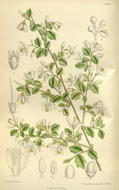 Styrax Wilsonii, Styracaceae by J.N. Fitch